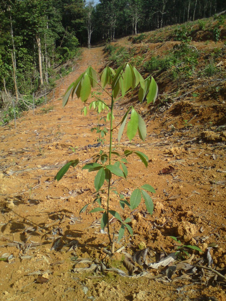 CARA TANAM POKOK GETAH