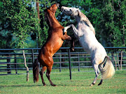 CABALLOS HERMOSOS