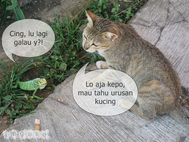 Andrea Blog: Kata Kata Kucing Lucu