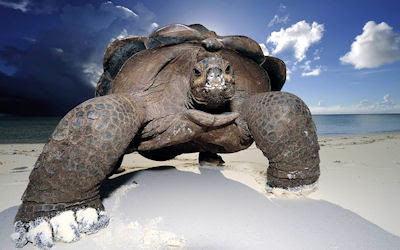 Tortuga gigante en las playas del mar - Huge beach turtle