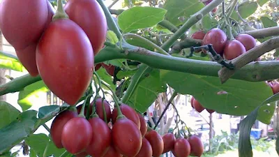 Tìm hiểu về cà chua Tamarillo đang gây sốt trên thị trường