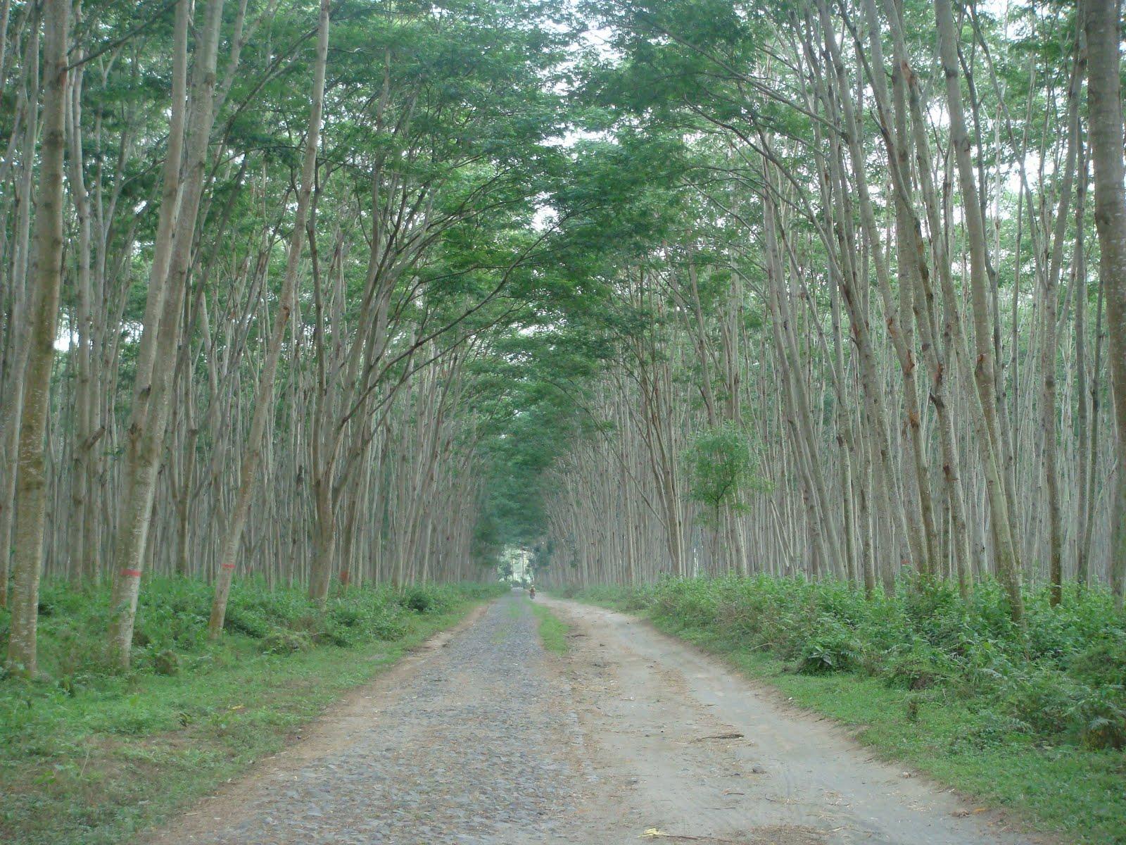 Tips Dalam Menanam Pohon Sengon  Agar Cepat Besar GREEN WORLD