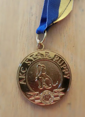 AKC STAR Puppy medal