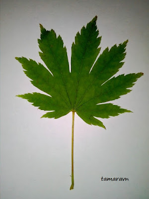 Клён ложнозибольдов (Acer pseudosieboldianum)