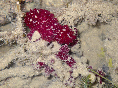 Red Maiden's Fan Sponges (Oceanapia sagittaria)