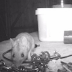 Ενα ποντικάκι έκανε κάθε βράδυ φασίνα και τρέλανε την γειτονιά (Video)