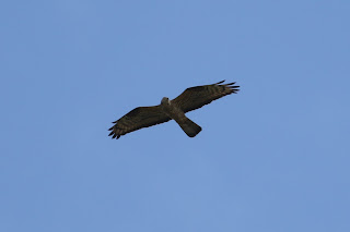 Adult Male Honey Buzzard