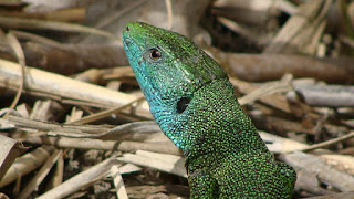 Lacerta viridis viridis male DSC35044