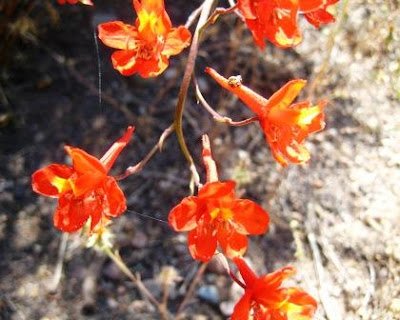 Up close you can see how each flower is spangled with yellow marks on the 