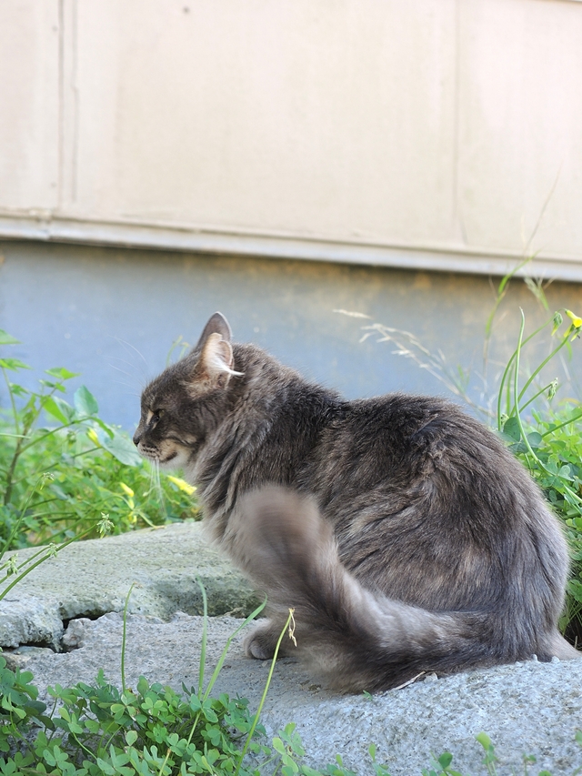 Malta: nog een laatste keer : katten!