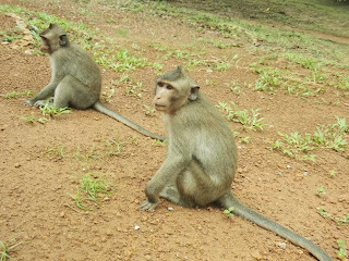 Monkeys at Angkor Wat