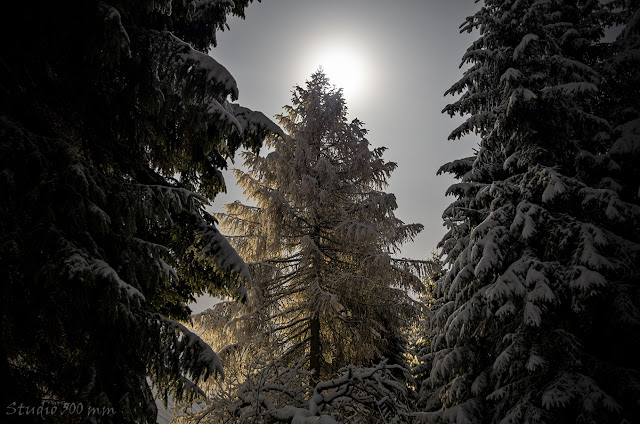 Las w Górach Sowich widziany noca przy świetle księżyca