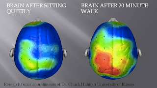 Brain after sitting quietly and after 20 minute walk - 10 Simple Things You Can Do Today That Will Make You Happier, Backed By Science