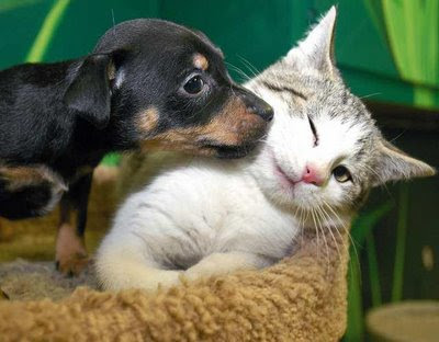 puppies and kittens fighting. puppies and kittens cute. cute