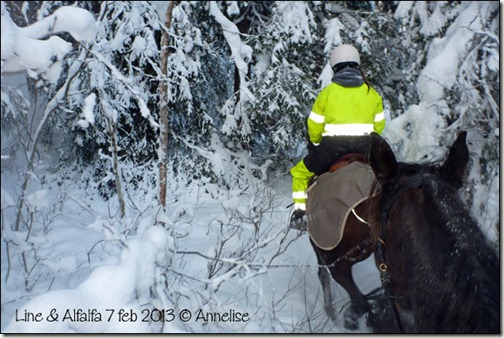 2013-feb07-alf-Line_004