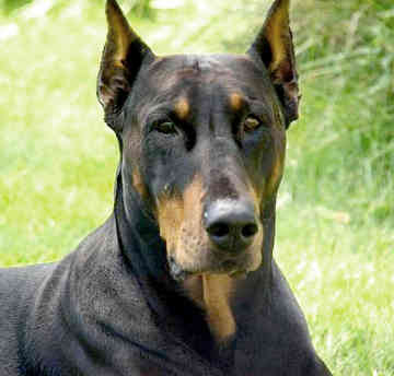 sale north texas Doberman