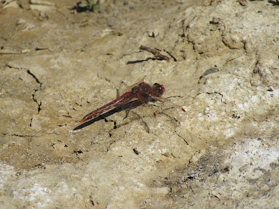 variegated meadowhawk dragonfly northern california dragonflies photography identification sightings red