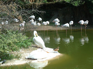 Deux pélicans et des flamants