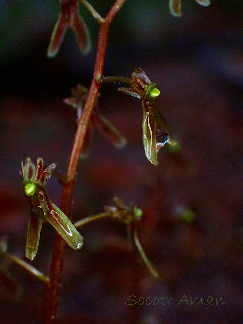 Neottia japonica