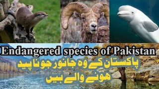 Endangered species of animals in Pakistan