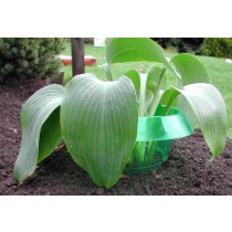 hosta halo anti slug device