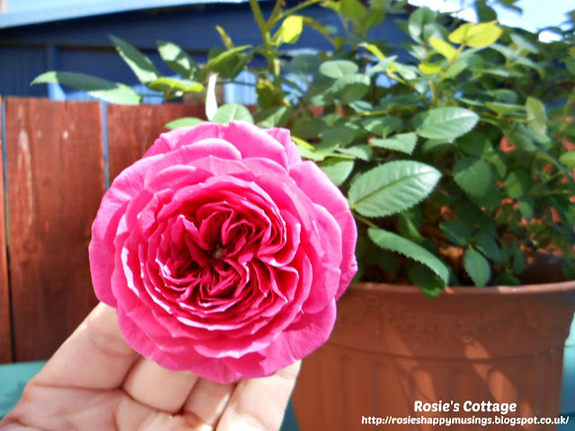 Beautiful Rose In Bloom 