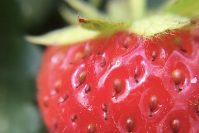 close up of a big red, ripe, juicy strawberry