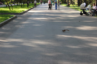 тула, центральный парк, белочки в туле, парк белоусова в туле, цветы, клумбы, белочки 