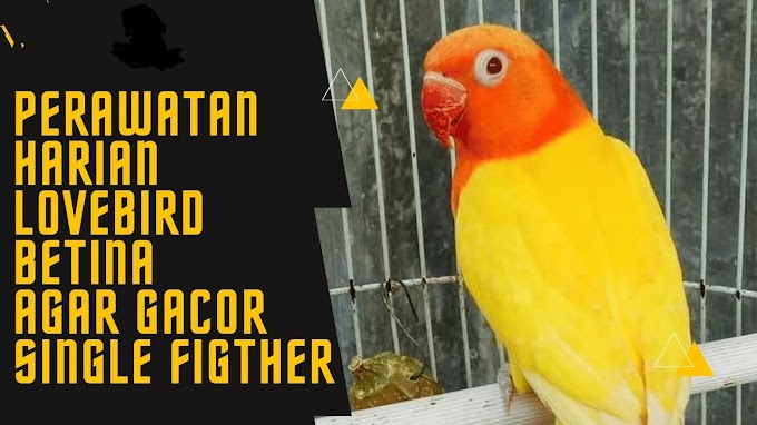 8 Cara PERAWATAN HARIAN Lovebird Betina Agar GACOR SINGLE FIGHTER