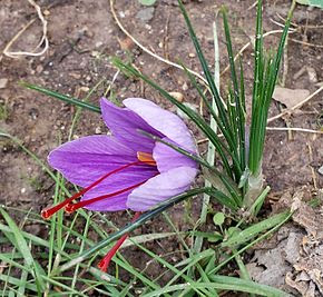 safrá, azafrán, planta, flor, flo