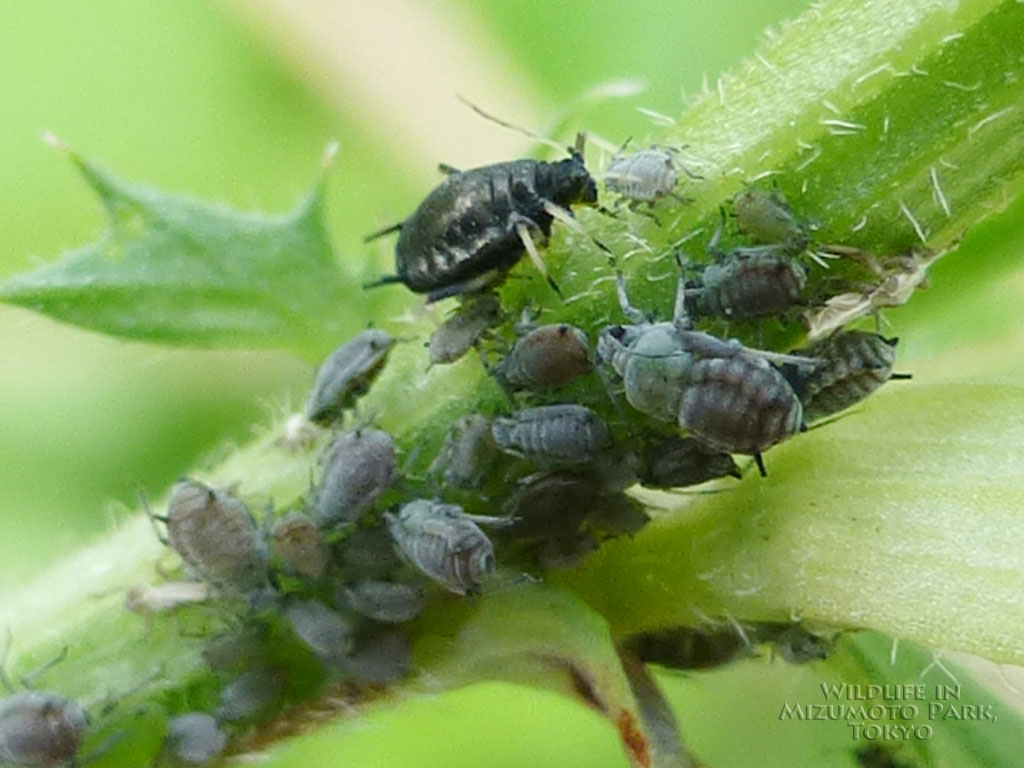 マメアブラムシ Cowpea Aphid 水元公園の生き物