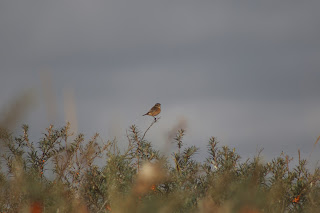 Stonechat