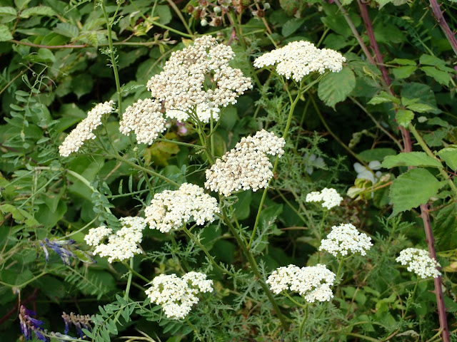 Achillea millefolium