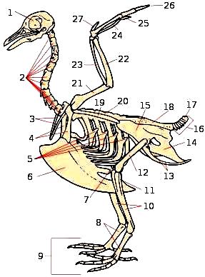Ilustración del esqueleto de un ave enumerando sus partes