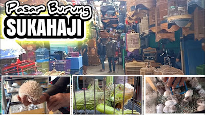 Kamu Nyari Burung? Ini Pasar Burung Sukahaji