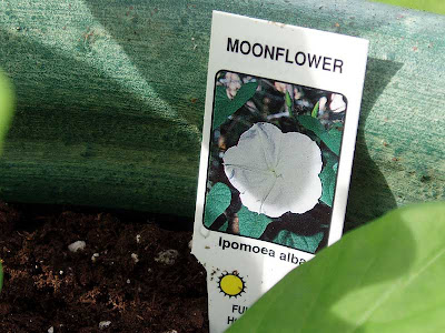 The plant id tag for my Moonflower.