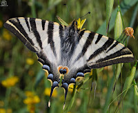 Chupaleches o Podalirio (Iphiclides feishtamelii)