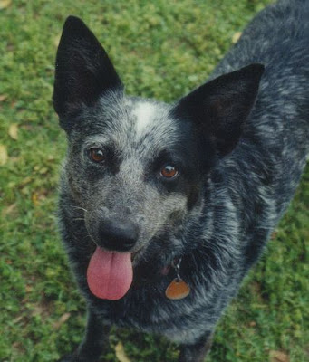 Australian Cattle Dog