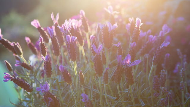 Lavender HD Wallpaper