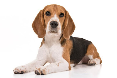 7 Anjing Ras Terbaik Untuk Dipelihara - Beagle