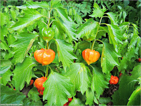 Jardín Japonés del Jardín Botánico de Montreal: Vegetación