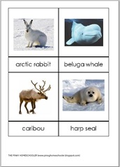 arctic