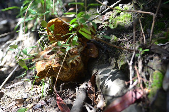 high volume bright orange mushroom pair