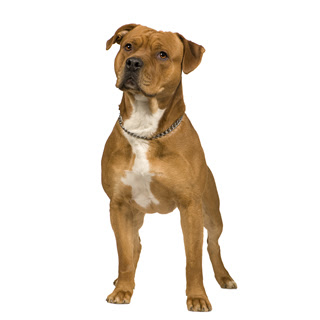 American Staffordshire Terrier Wallpapers