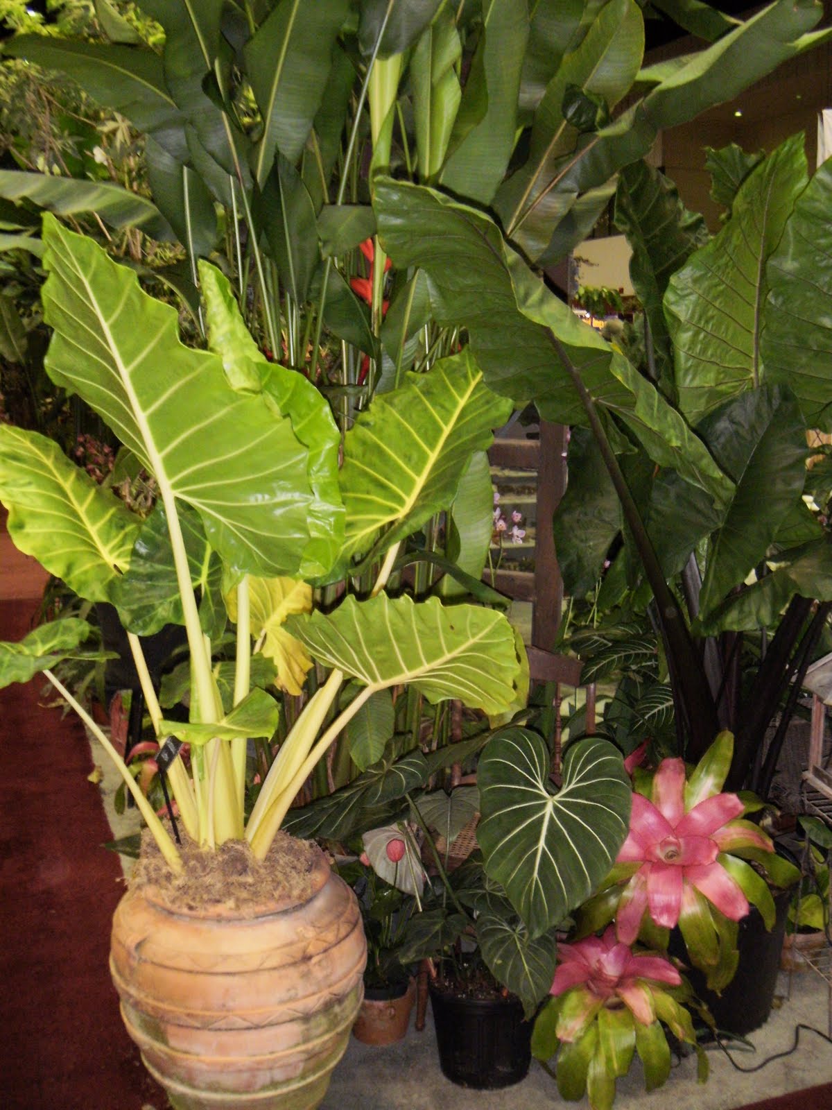 Landscaping With Tropical Plants