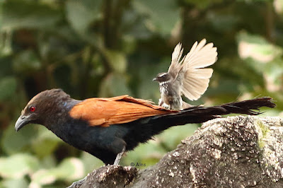 "Spot-breasted Fantail mobbing Greater  Coucal"