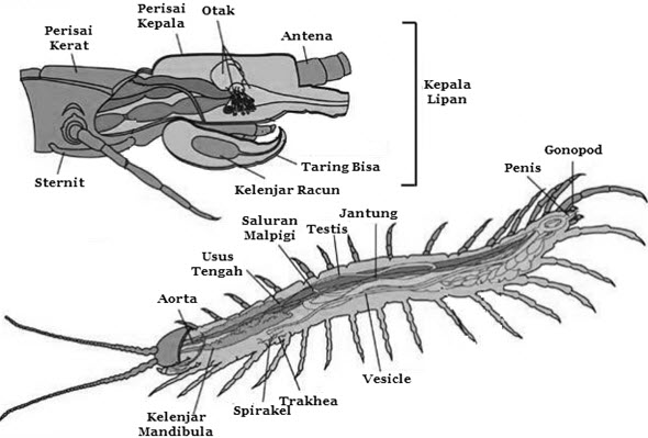 Struktur dan Fungsi Tubuh Arthropoda Mikirbae