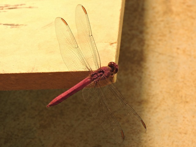 libélula fotografiada en casa