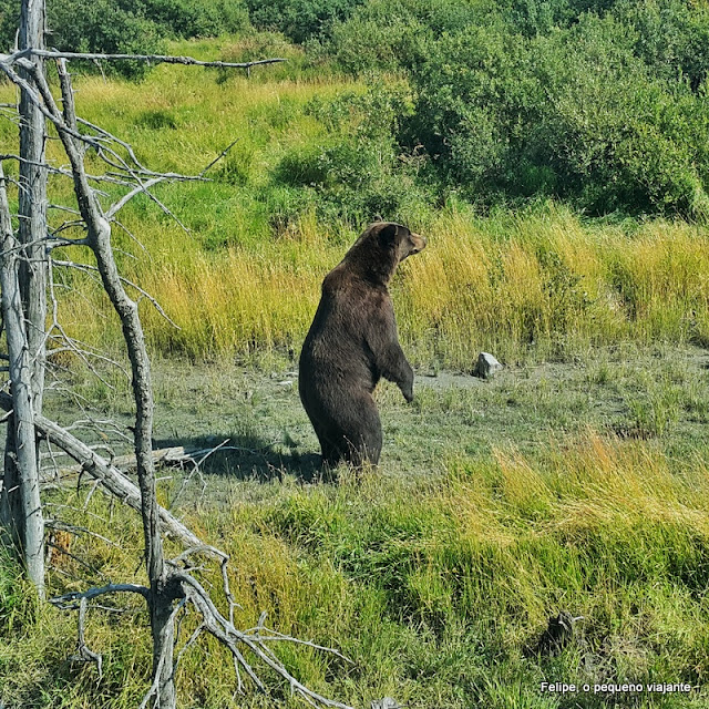 Alaska Wildlife Conservation Center