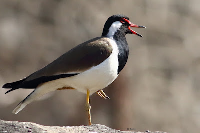 Red-wattled Lapwing